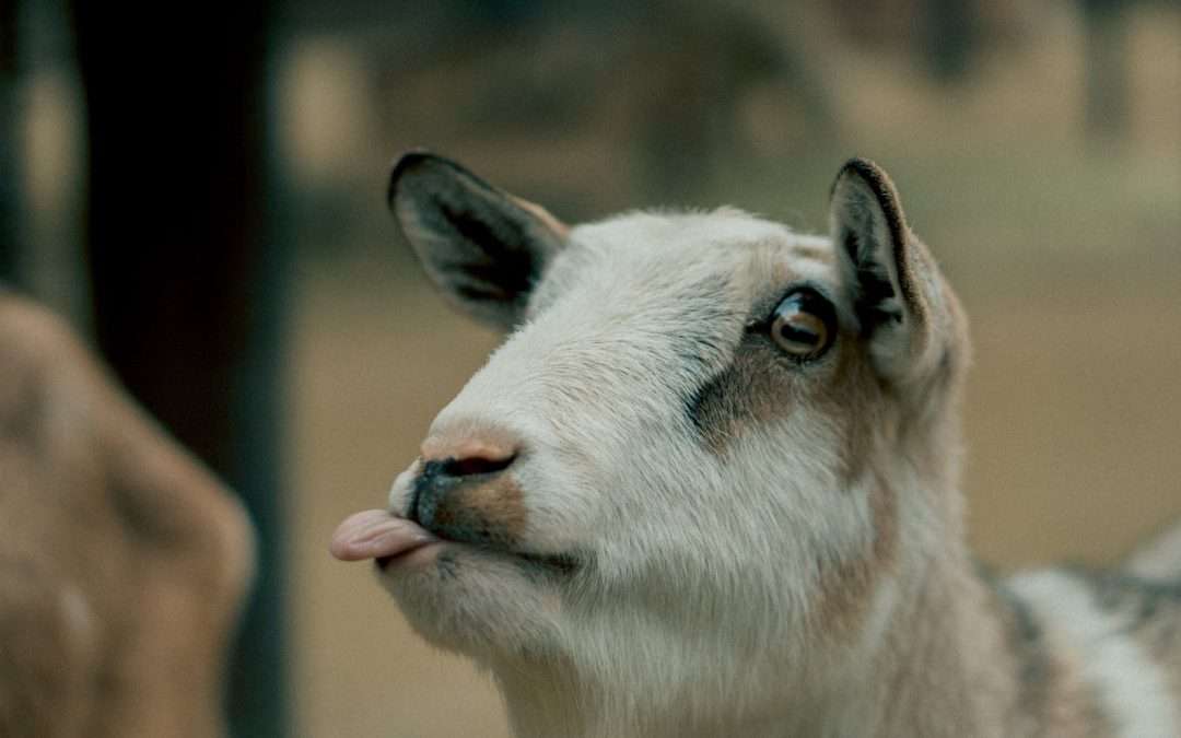 Dominar la pronunciación francesa: consejos y trucos