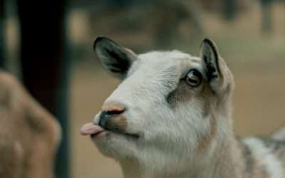 Dominar la pronunciación francesa: consejos y trucos